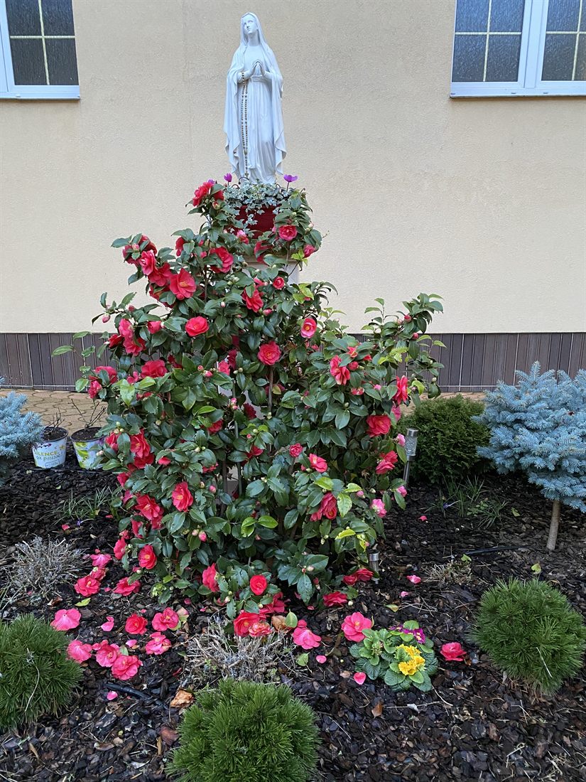 Statue de la Vierge au jardin